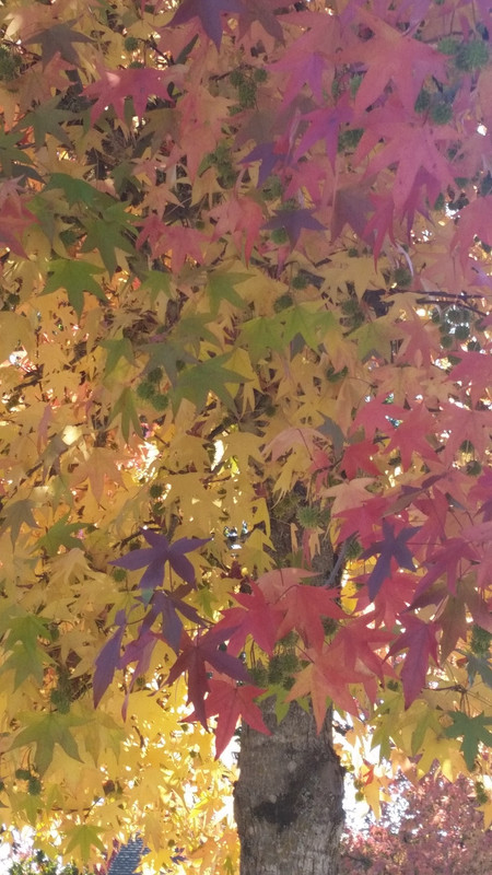 [Image: 20181016-121410.jpg]