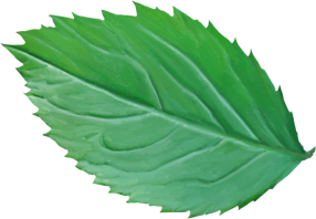Leaf1