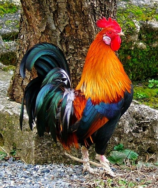 multirooster.jpg