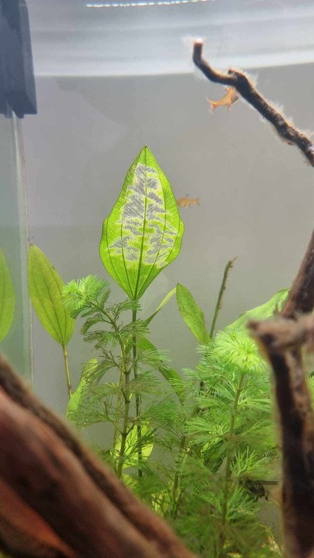 462574579_589788553704081_8636334212062045553_n