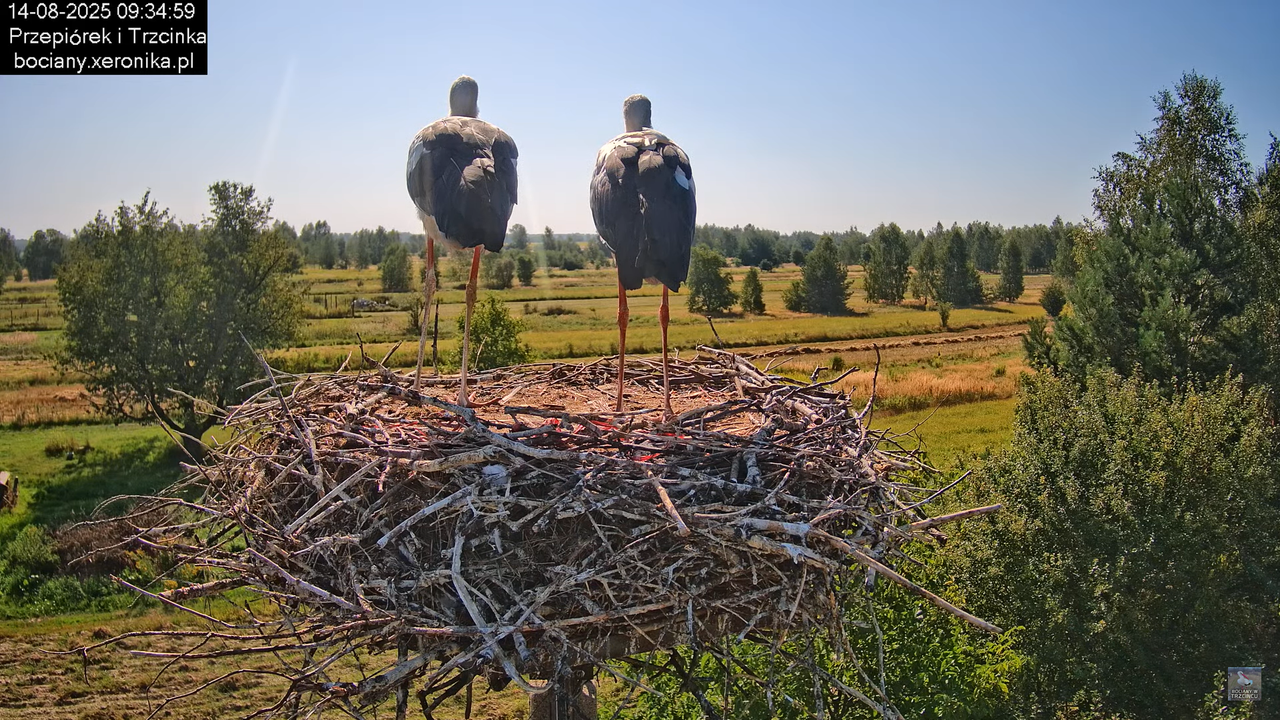 14082025bociany16