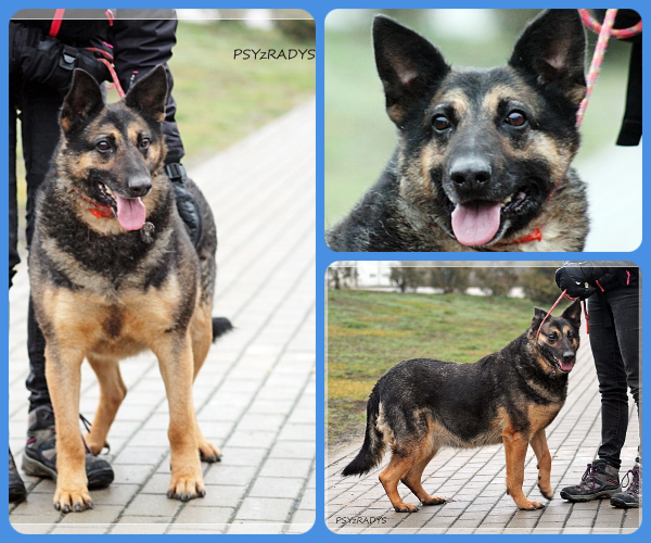 BeFunky-collage (15)