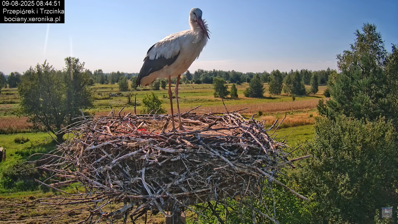 09082025bociany8