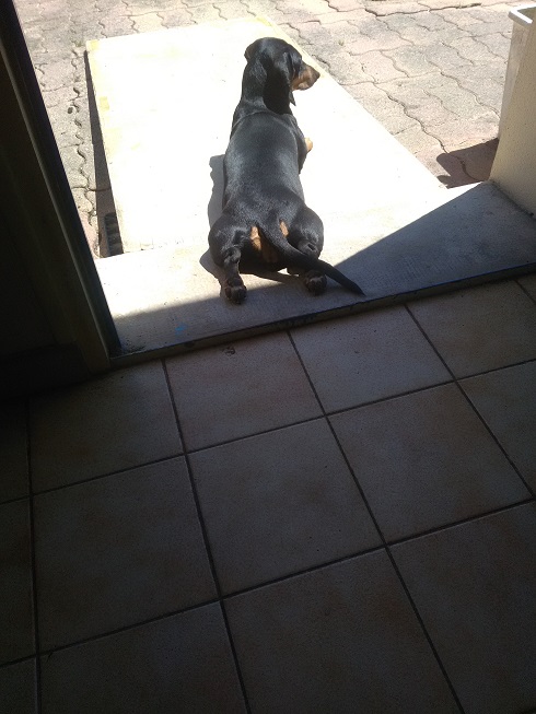 [Image: Gardien.jpg]