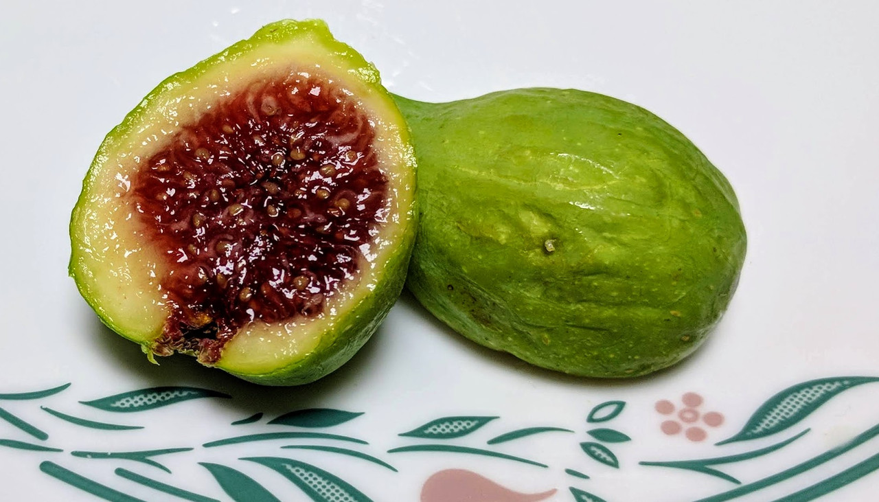 White Madeira # 1 09-08-2019 A