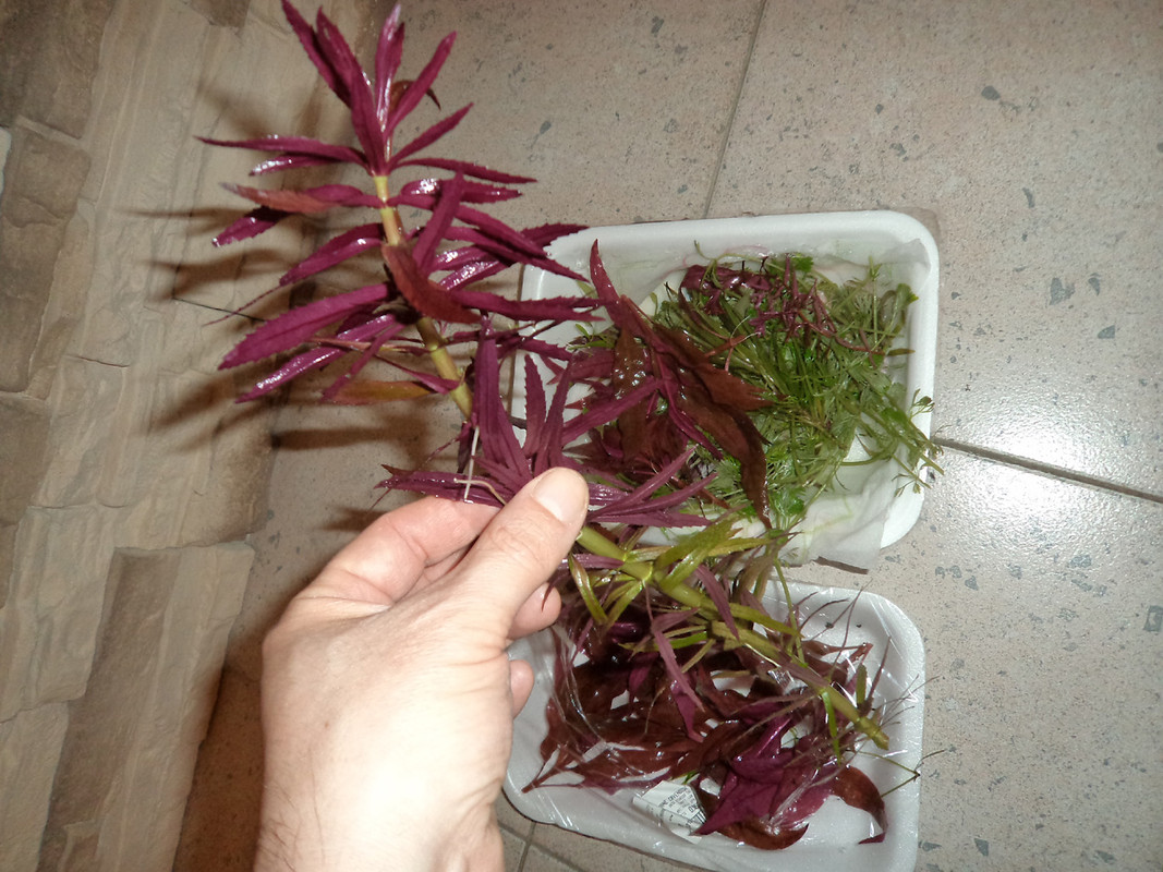 Potature dic2012 (8)