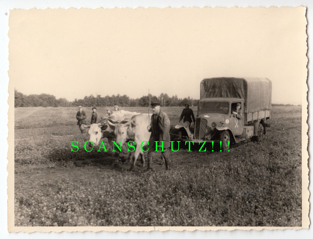 Französischer Beute Lkw Citroen wird v.Ochsen abgeschleppt Nogaische Steppe 1942 712 ID