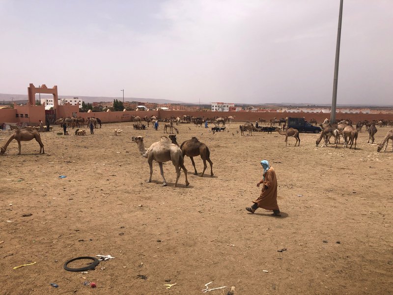 Gulimime y el oasis de Tighmert - Sur de Marruecos: oasis, touaregs y herencia española (2)