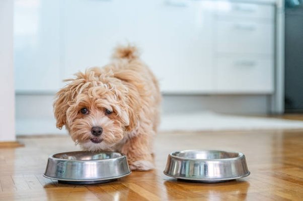 Picking a Nourishment for Your Small Dog