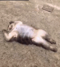 EB376530-73-A4-46-F7-9095-214-B696-CD2-BB.gif