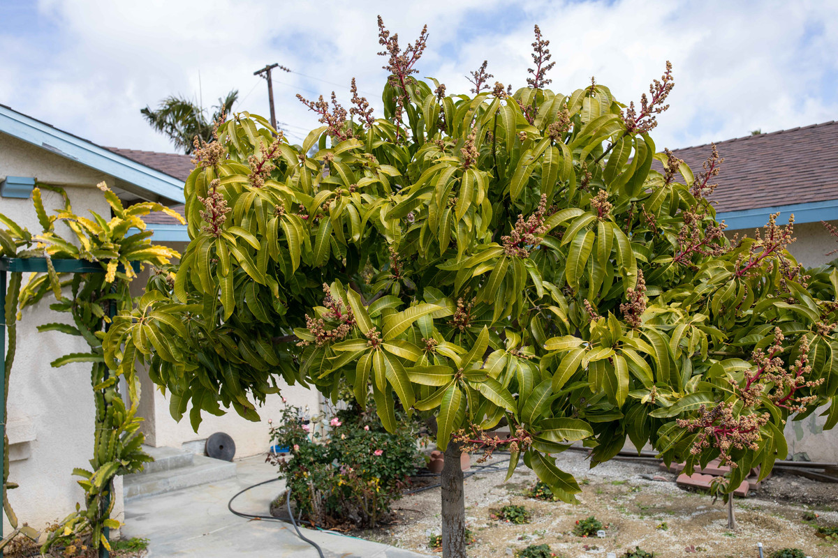 8U1A8212  Sweet Tart Mango Tree - Top Half Blooming (3-25-2021)