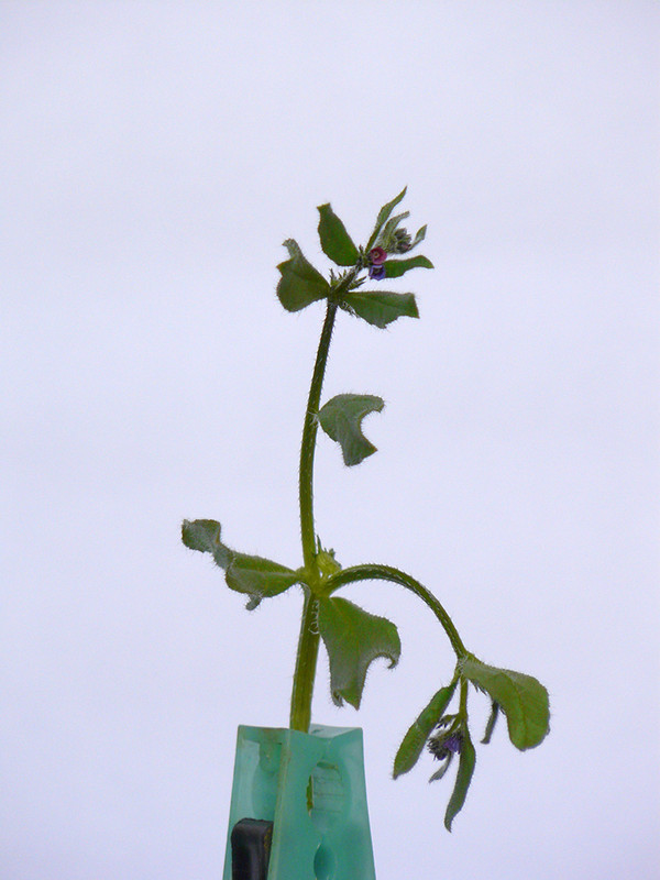 P1120184-0.1... (1024)