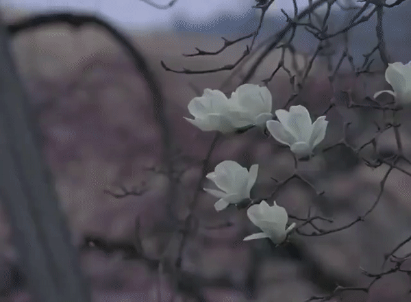 [Image: magnolia.gif]