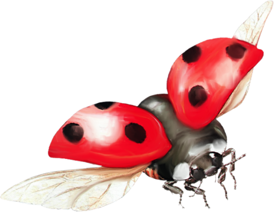 Mariposa_Kit_99