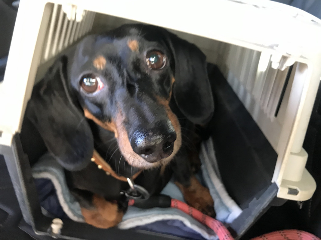 [Image: AB261-DBC-7-E4-E-490-D-A158-43965-A0-FD548.jpg]