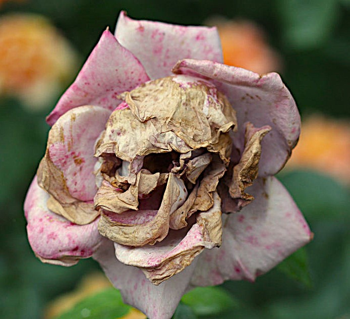 Rosa Mundi