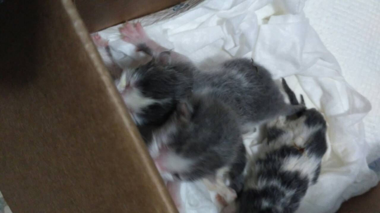 IMG-fd235f61981b02de6e67f3ed07df97b9-V