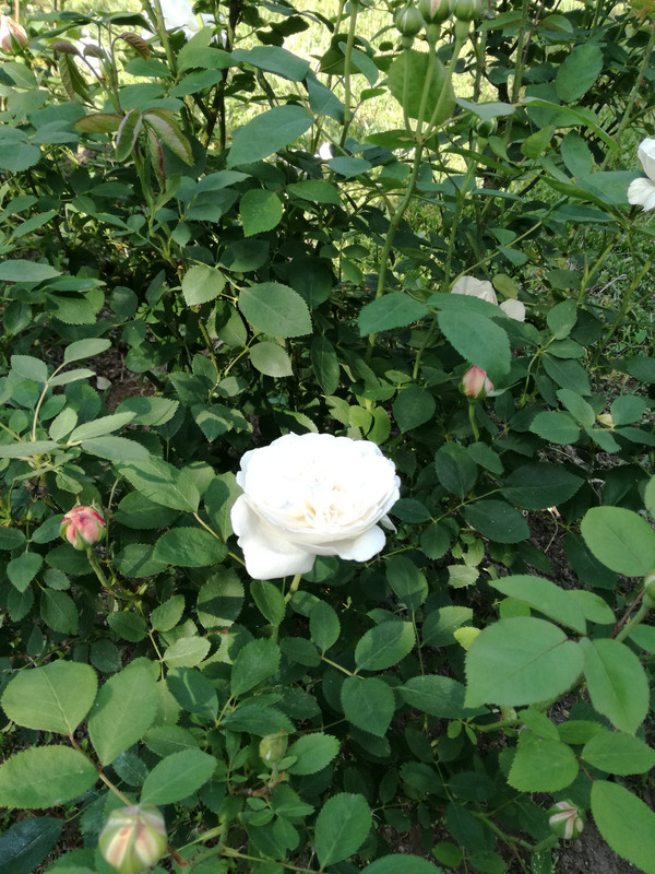 IMG_20200513_161049