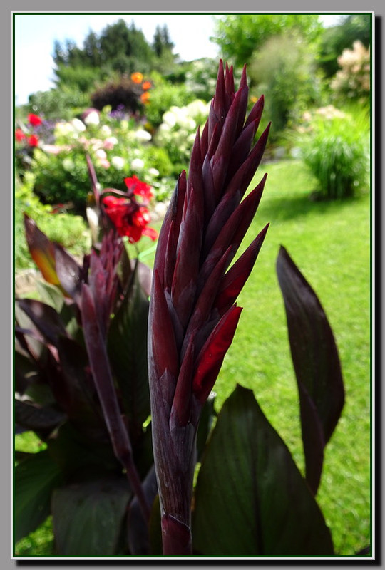 TROPICANA BRONZE SCARLET  kanna karłowa    pęd kwiatowy   24-08-2020 KK   for