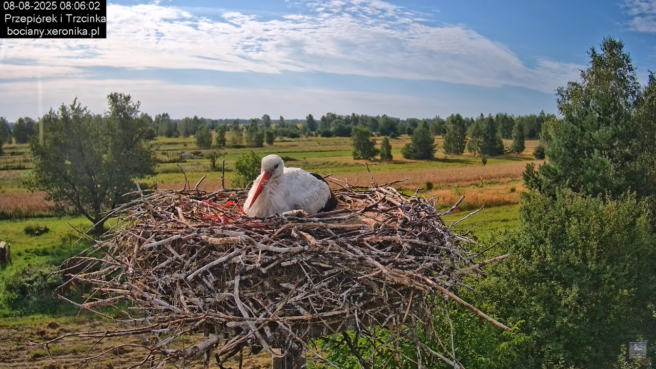 08082025bociany8