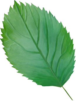 Leaf2
