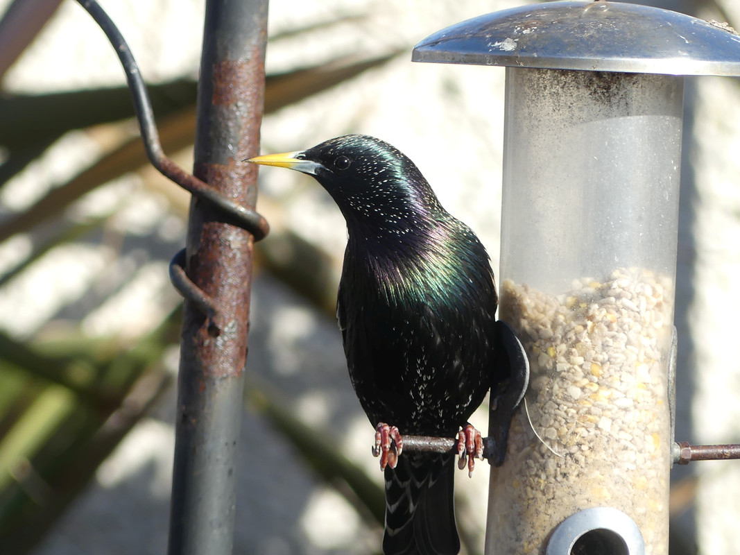 STARLING 2