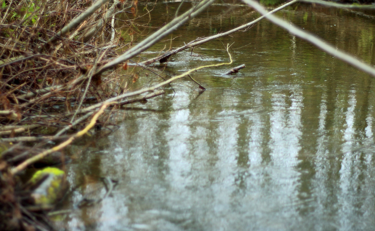 IMG_6648 (2349 x 1449)