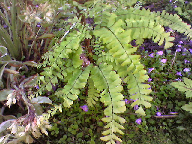 Adiantum pedatum