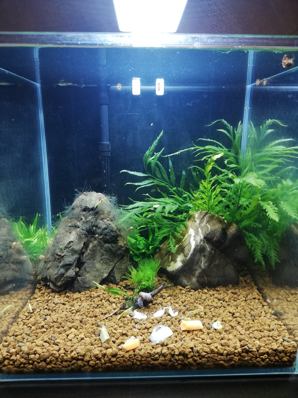 Caridinaio 30x30x30 (5)