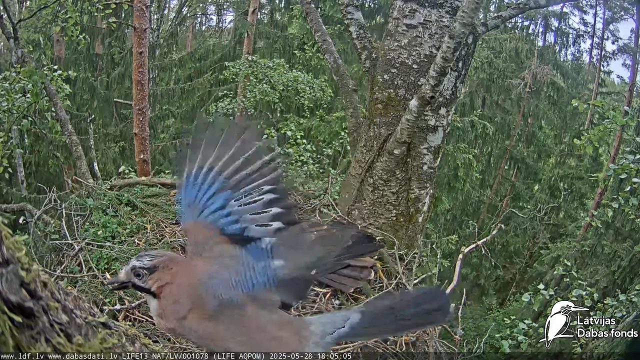 Mazais ērglis (Clanga pomarina), ligzda bērzā 13-37-50 screenshot (1)