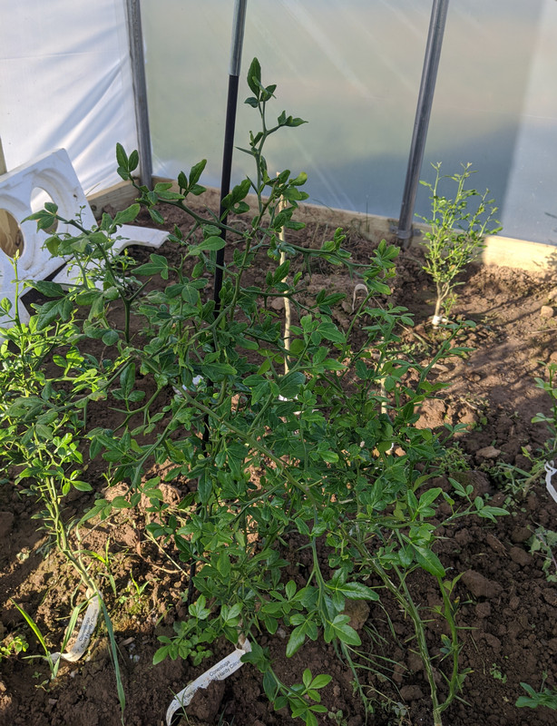 May 14 2020 Poncirus plus a