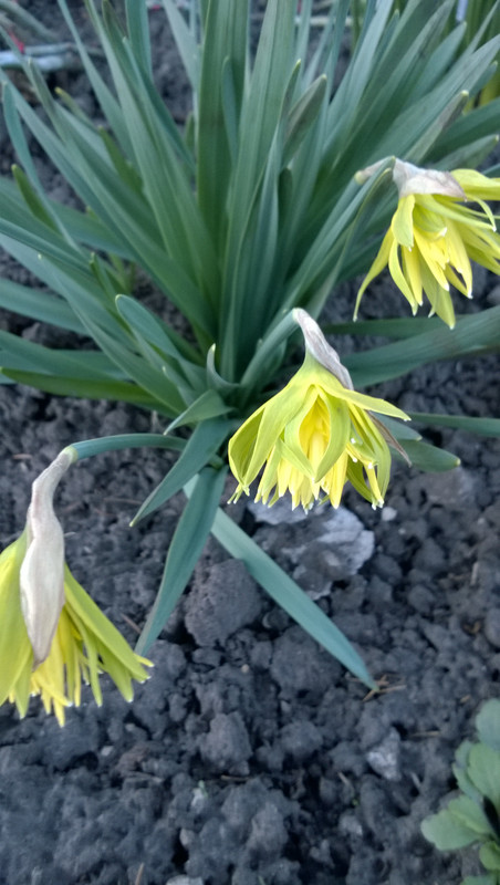 WP_20170414_008