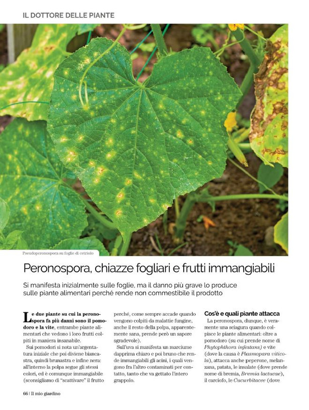 Il Mio Giar Lug-Ago 2021 (11)