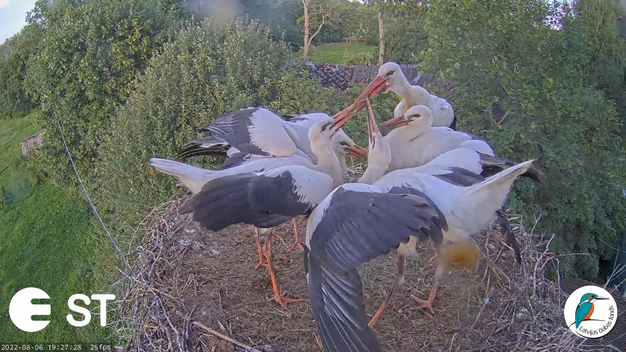 Baltie stārķi (Ciconia ciconia) Tukuma novadā - LDF tiešraide __ White storks in Tukums, Latvia 15-2