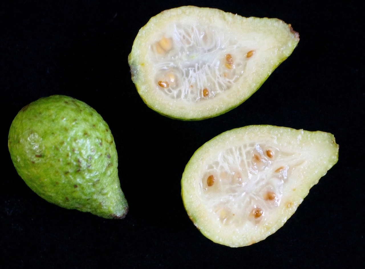 Psidium Bahianum publicar