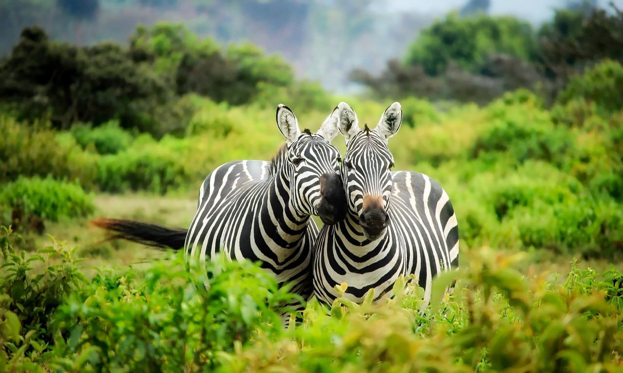 Blackandwhitezebrapair.jpg