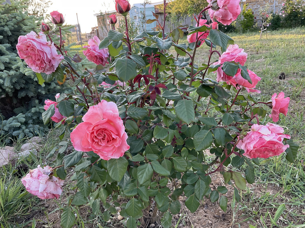 D95E2F7F-797F-4D45-AAC0-19BBFC3BD91C