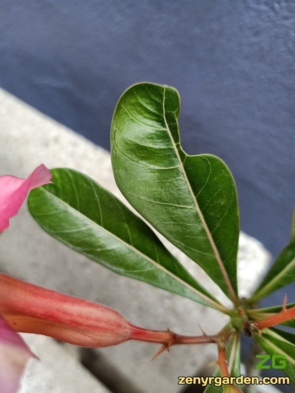 adenium-leaves-in-weird-shape.jpg