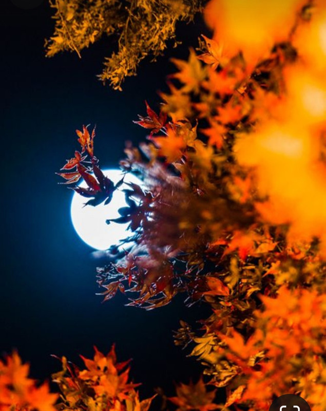 Screenshot_20231113_005046_Pinterest