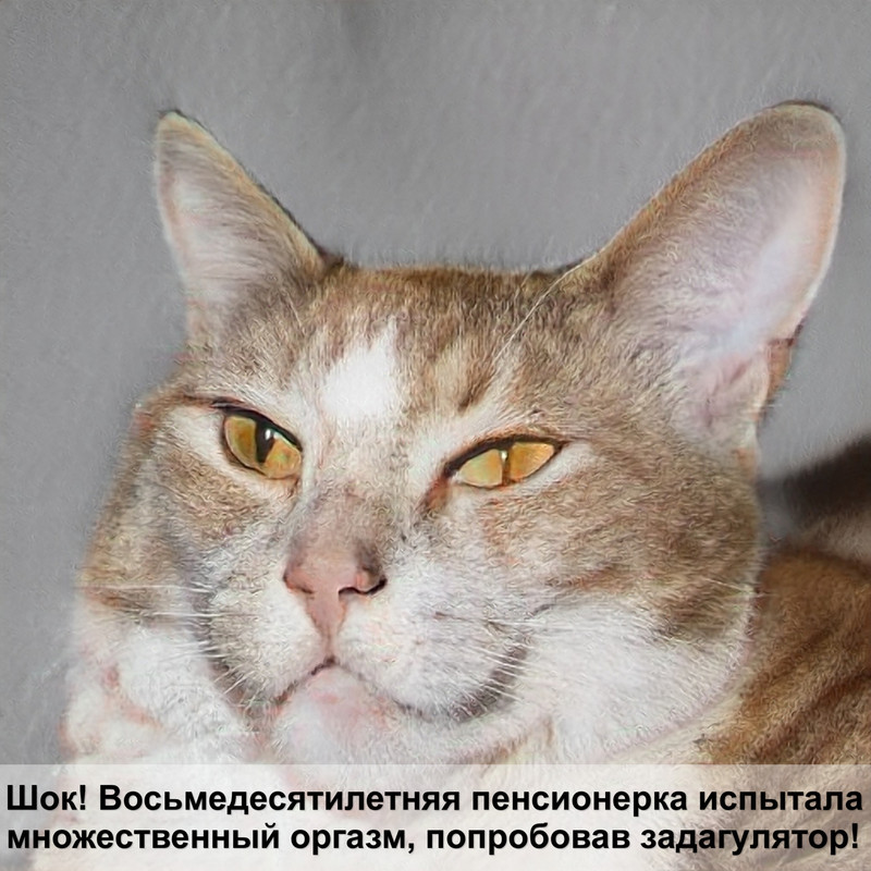 живот кошки без шерсти