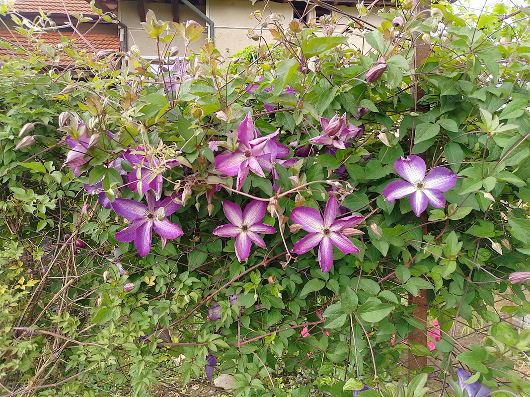 IMG_20230528_161824_HDR