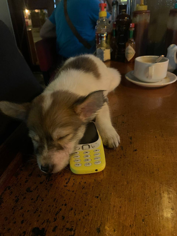 Nokia3310metthidashunneke