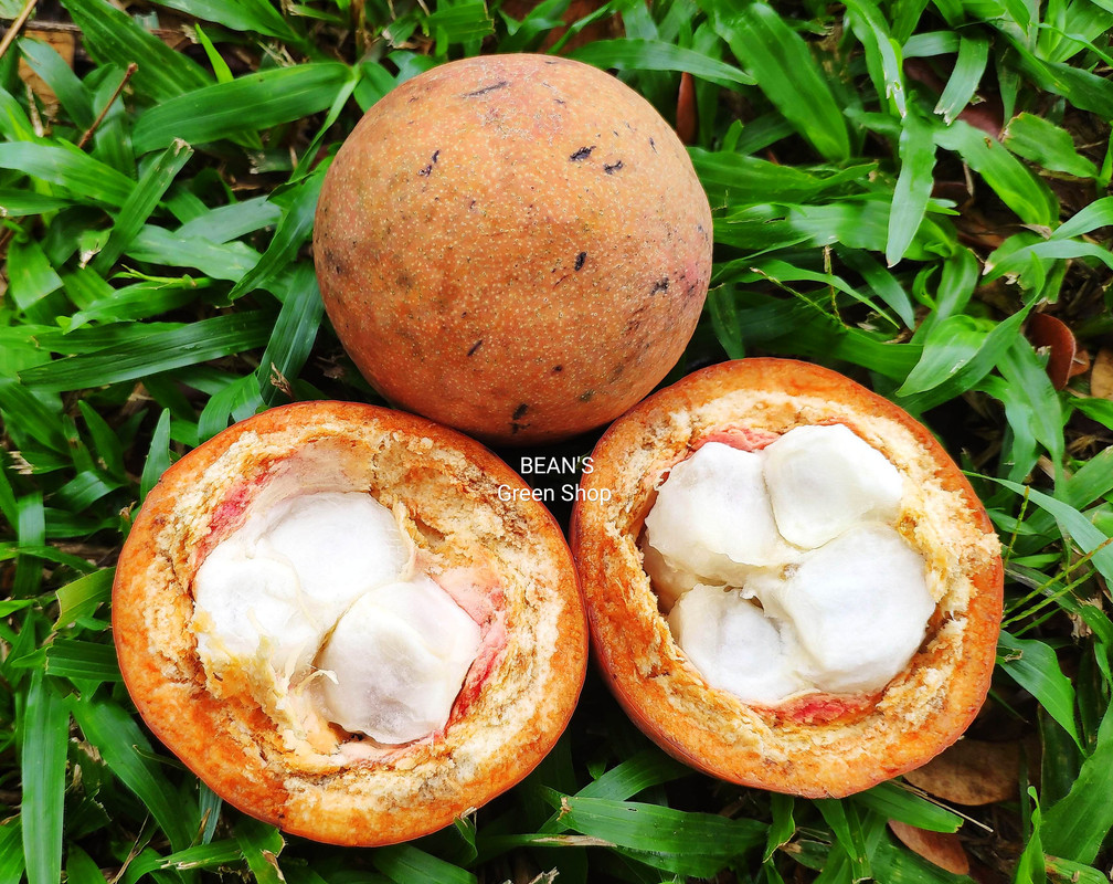 Orange langir(hard shell)1