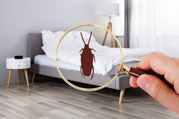 Bed Bug Treatment Kissimmee