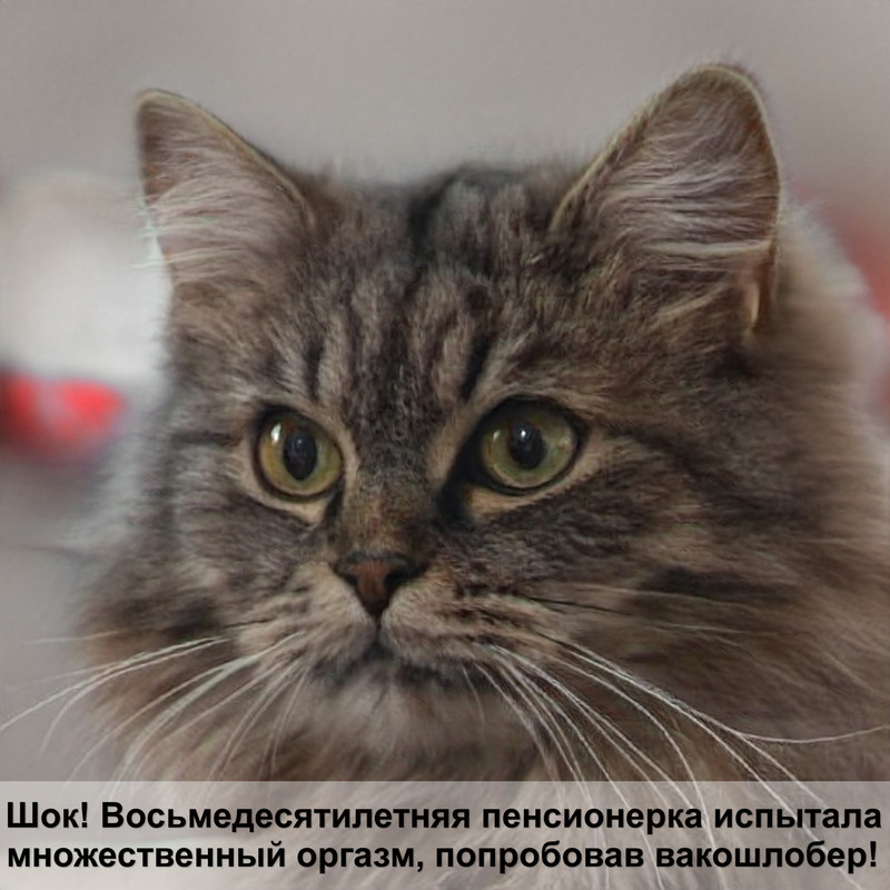 котята 1 месяц фото