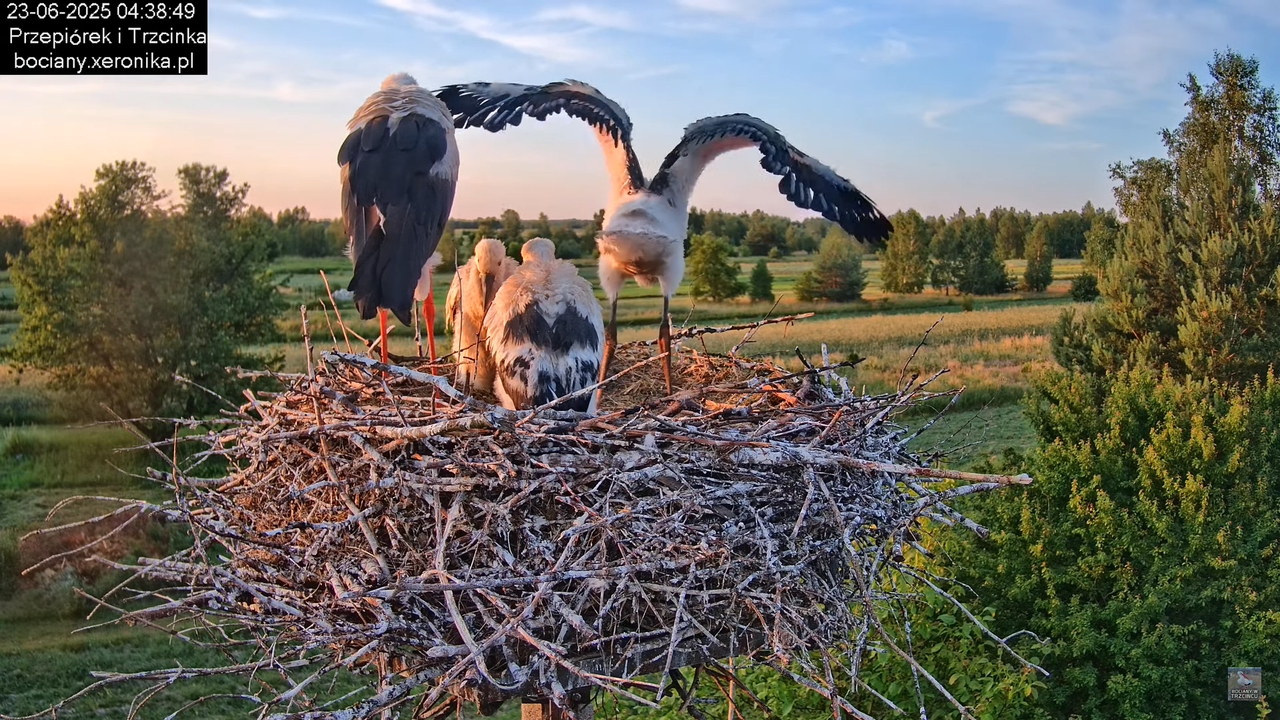 23062025bociany4