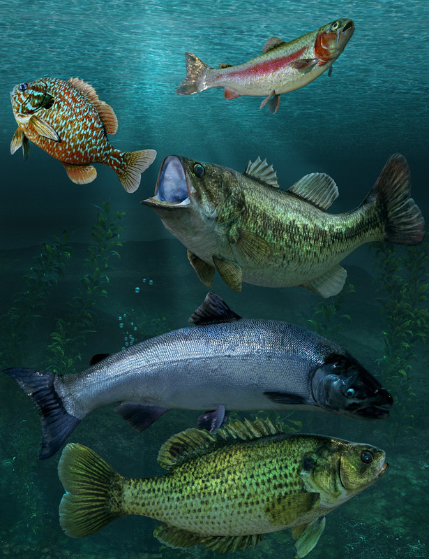 Freshwater Game Fish Freshwater Game Fish