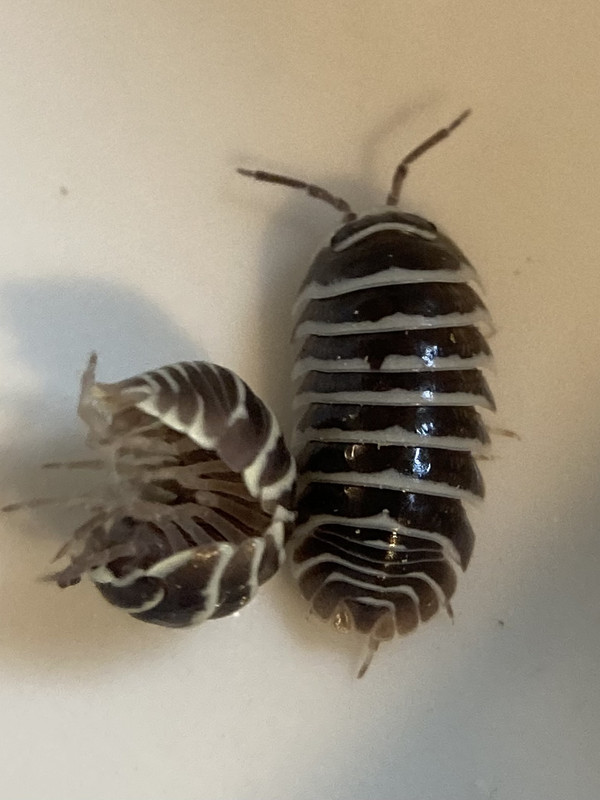 CAA8085C-C0ED-4837-A46D-625A8F1DD0B3