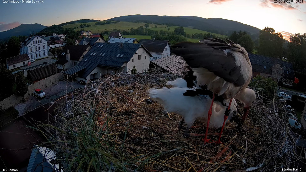 Tiešraides kamera — Mladé Buky — stārķa ligzda 4K 4-52-51 screenshot
