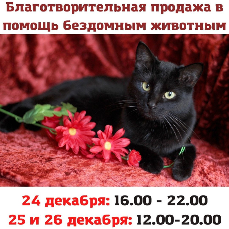 Благотворительная продажа в помощь бездомным животным